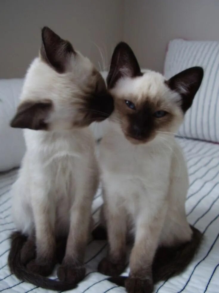 Котенок сиамской кошки фото Cute cats Siamese kittens, Kittens cutest, Beautiful cats