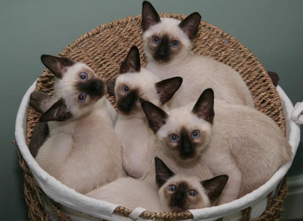 Котенок сиамской кошки фото 7 Most Beautiful Cats In The World - trpro.net
