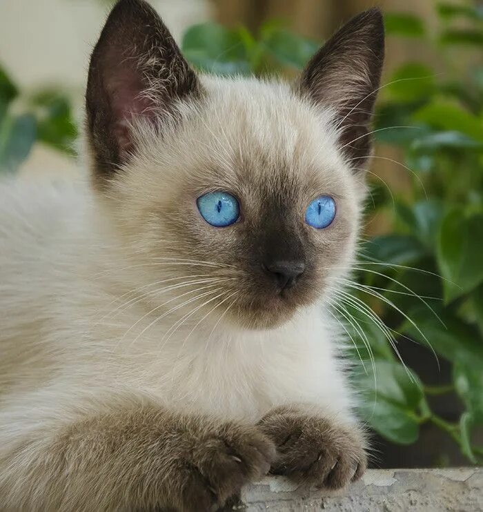 Котенок сиамской кошки фото Untitled by Enzo Davide on 500px Kittens cutest, Pretty cats, Siamese kittens