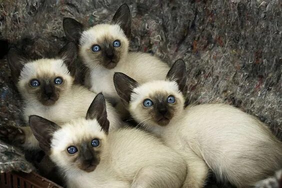 Котенок сиамской кошки фото Pin by Cat Lover on Siamese 10 * Siamese kittens, Cats, Siamese cats