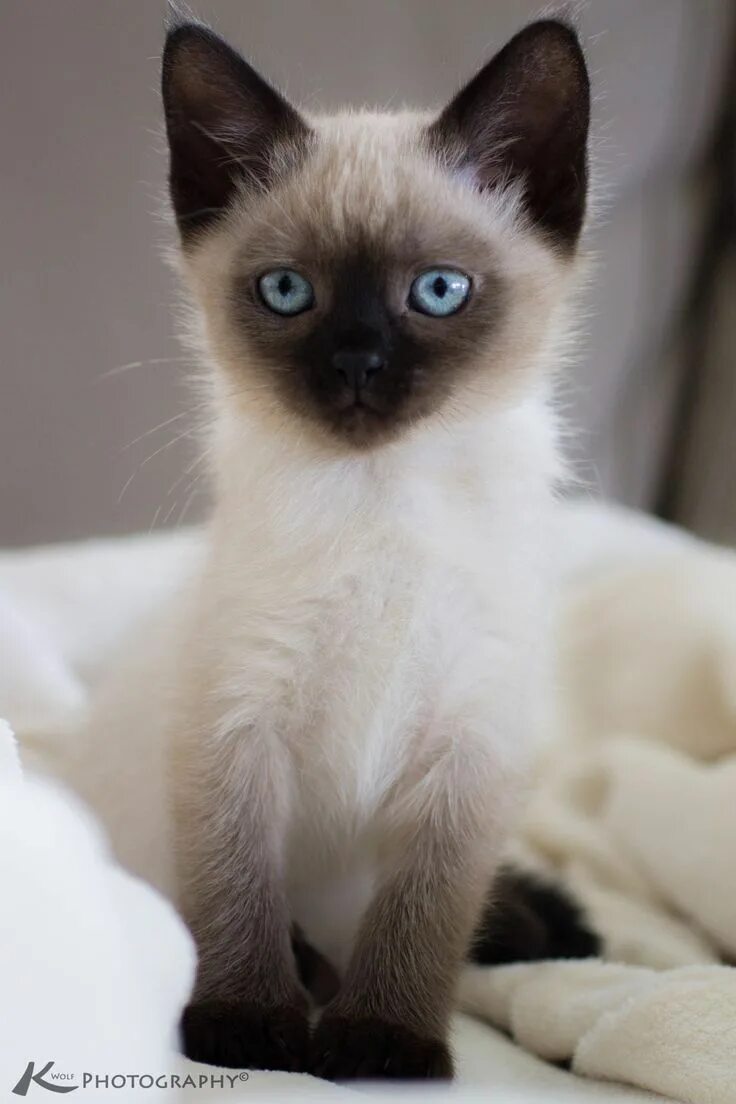 Котенок сиамской кошки фото Kitty blue eyes. Cats, Siamese kittens, Siamese cats