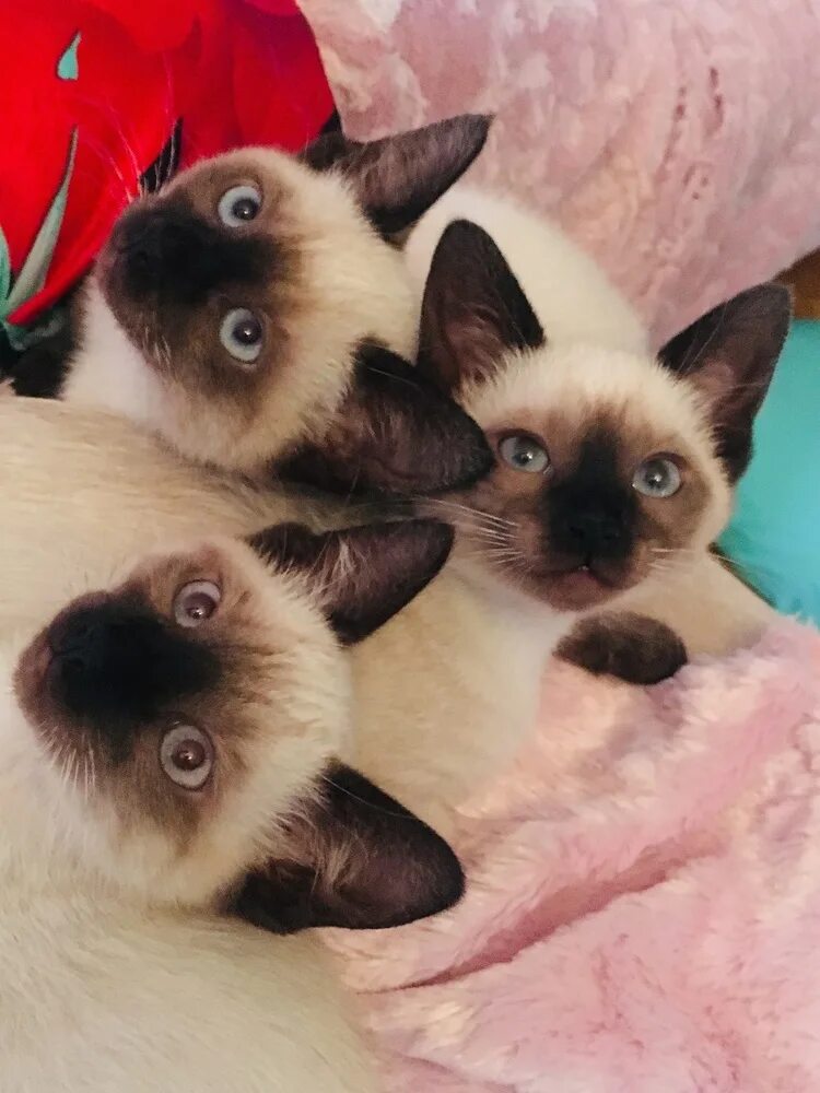 Котенок сиамской кошки фото Тайские котята - купить с рук, город Москва