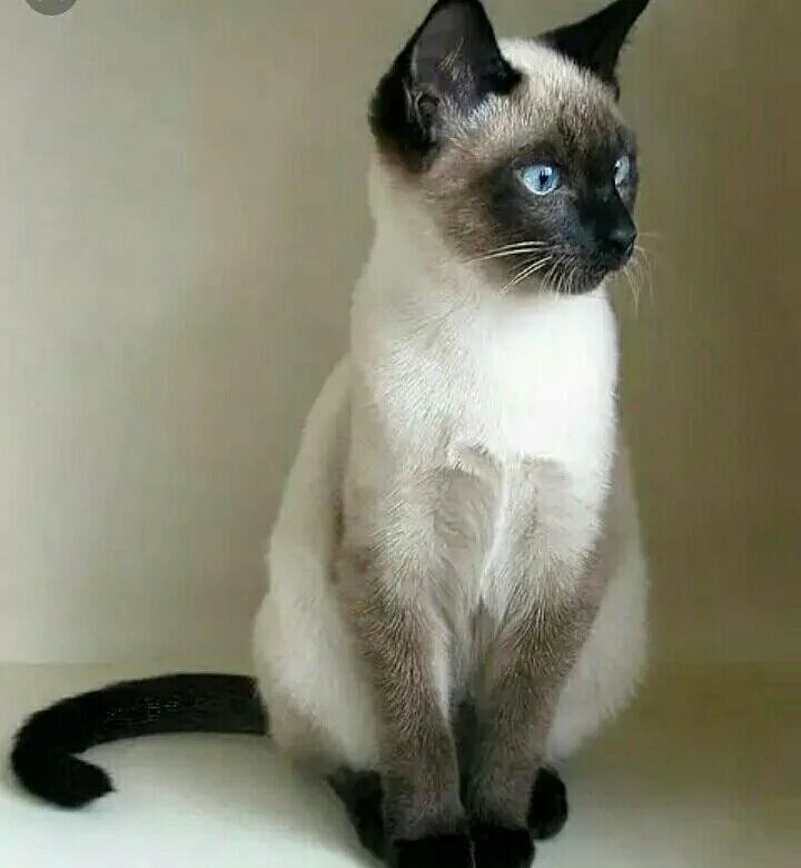 Котенок сиамской кошки фото Отдается кошечка сиамка - купить в Томске, бесплатно, продано 19 июня 2019 - Кош