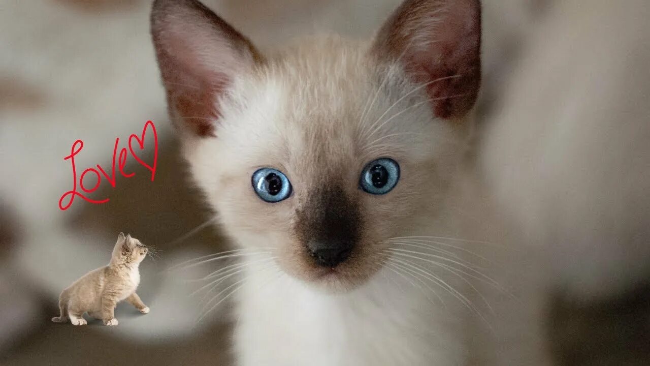 Котенок сиамской кошки фото Kucing Lucu, Cute Cats Know We Love Them - YouTube