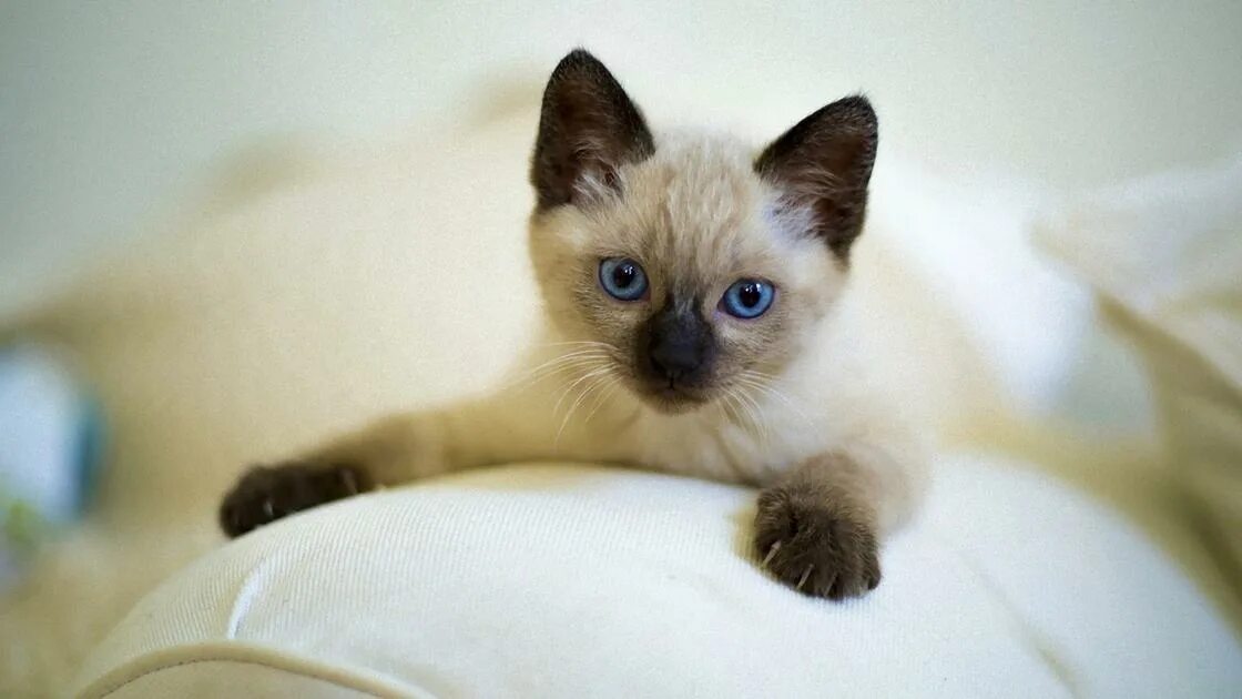 Котенок сиамской кошки фото Сиамская кошка: характер, поведение, особенности ухода