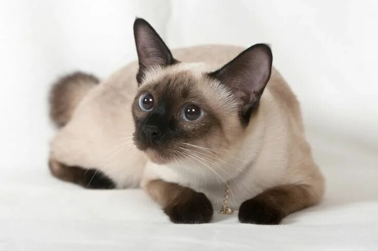 Котенок сиамской кошки фото Funny Cat Wallpapers - Business Living Innovation Siamese cats, Siamese cats blu