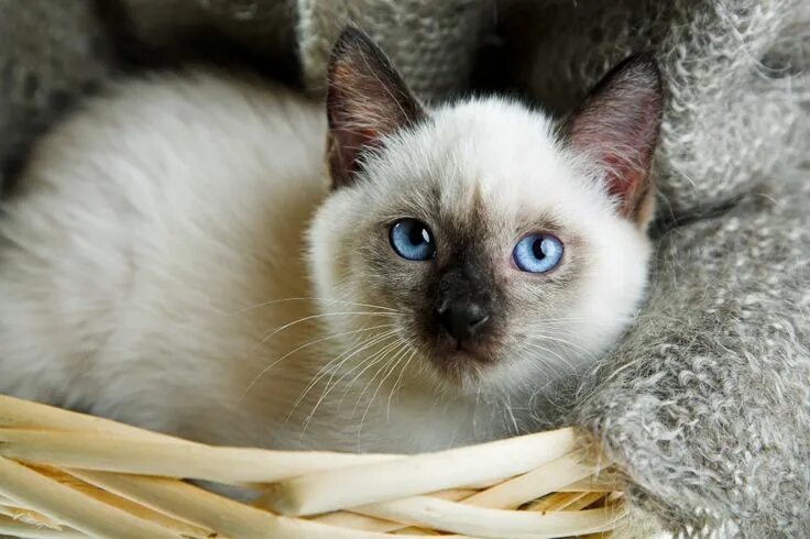 Котенок сиамской кошки фото 60 Sassy Siamese Cat Names (From Aryis to Vega) Siamese cats, Beautiful cat bree