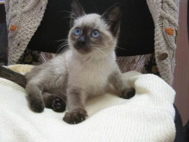 Котенок сиамской кошки фото Baby Siamese Cats - 34 Pictures Siamese cats blue point, Siamese cats, Cat lover