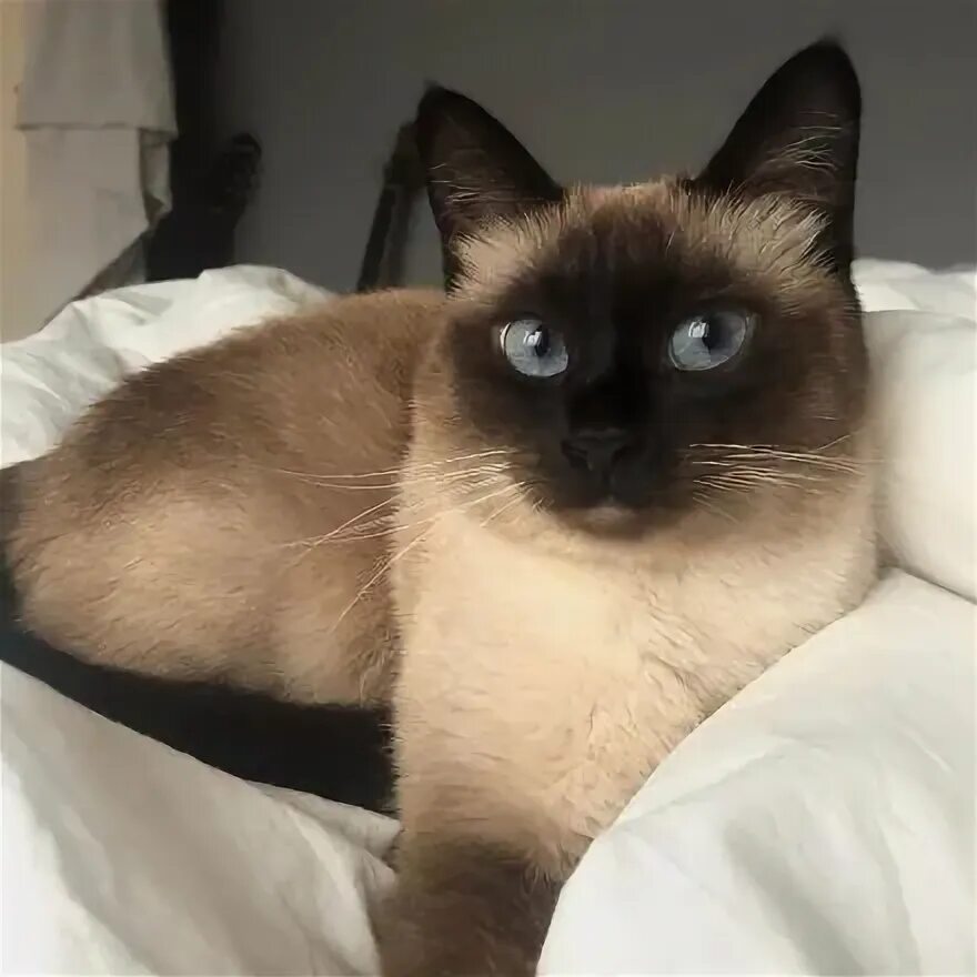 Котенок сиамской кошки фото 14 Amazing Facts About Siamese Cats PetPress Siamese cats, Siamese cats facts, S