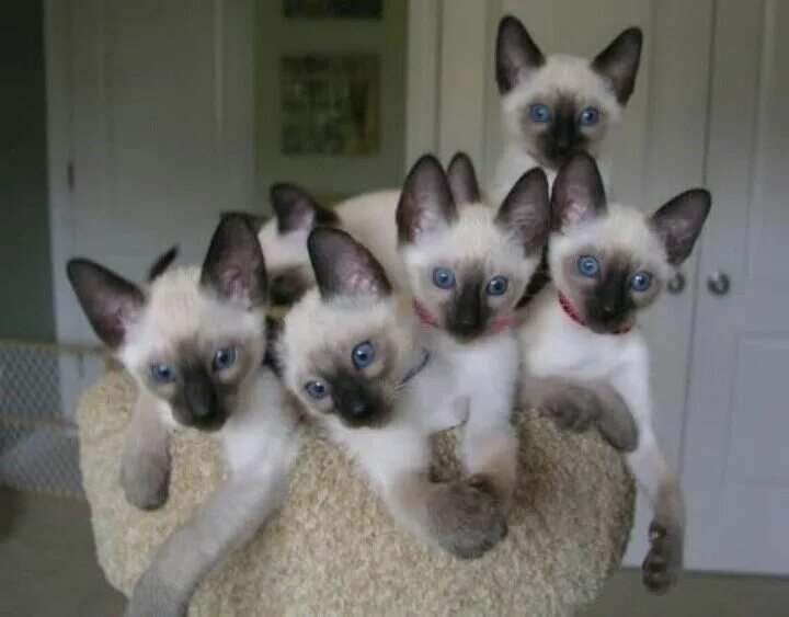 Котенок сиамской кошки фото Pin by Eri Desu on Cats (=--=) Cute cats, Siamese cats, Beautiful cats