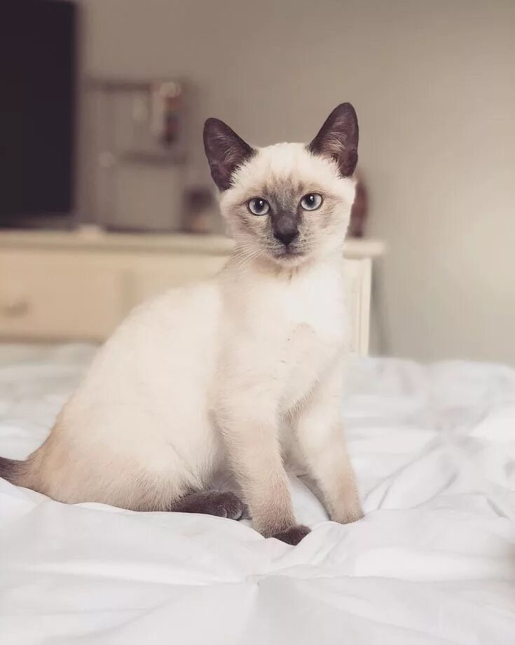 Котенок сиамской кошки фото 7 Mysteriously Beautiful Siamese Cats and Kittens Siamese cats, Siamese cats fac