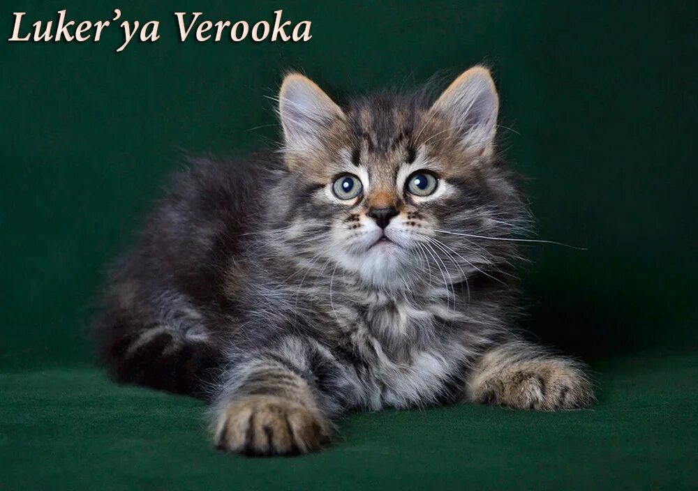 Котенок сибирской породы фото Photoalbum of Luker'ya Verooka cattery of siberian cats "Verooka
