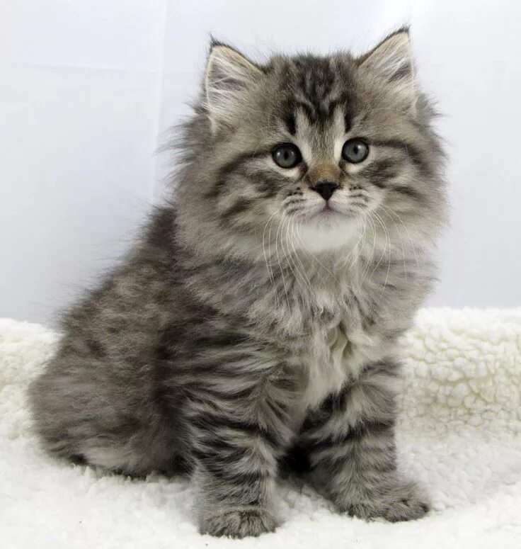 Котенок сибирской породы фото Boo Mystic Melody Siberian Cats Siberian kittens, Siberian cat, Baby cats