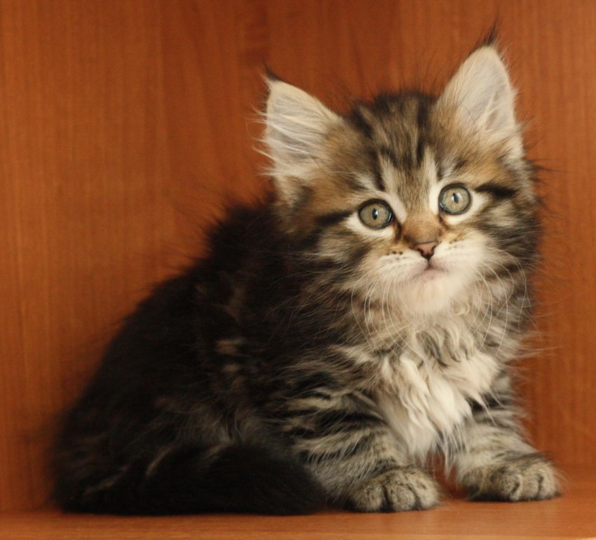 Котенок сибирской породы фото Siberian kittens. Litter D2 - Сибирские кошки. Питомник Ангара