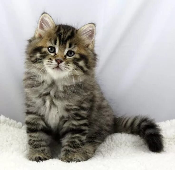 Котенок сибирской породы фото Сибирский котенок. Siberian kittens, Siberian forest cat, Siberian cat