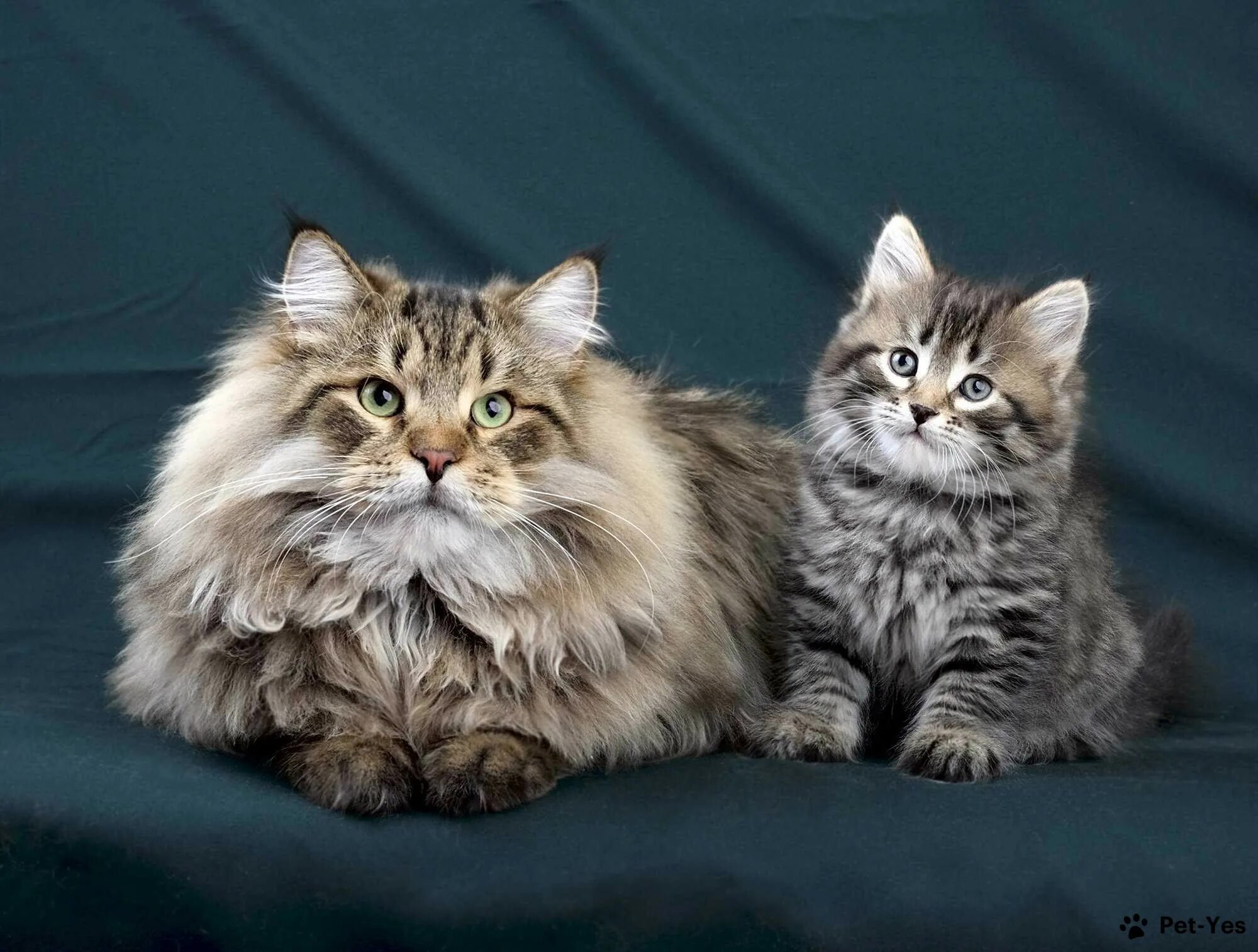 Котенок сибирской породы фото Сибирская Pet-Yes