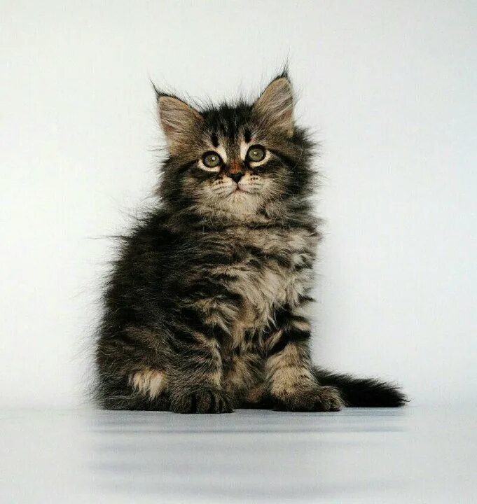 Котенок сибирской породы фото Котенок - купить в Зыковом, цена 1 руб., продано 23 сентября 2019 - Кошки