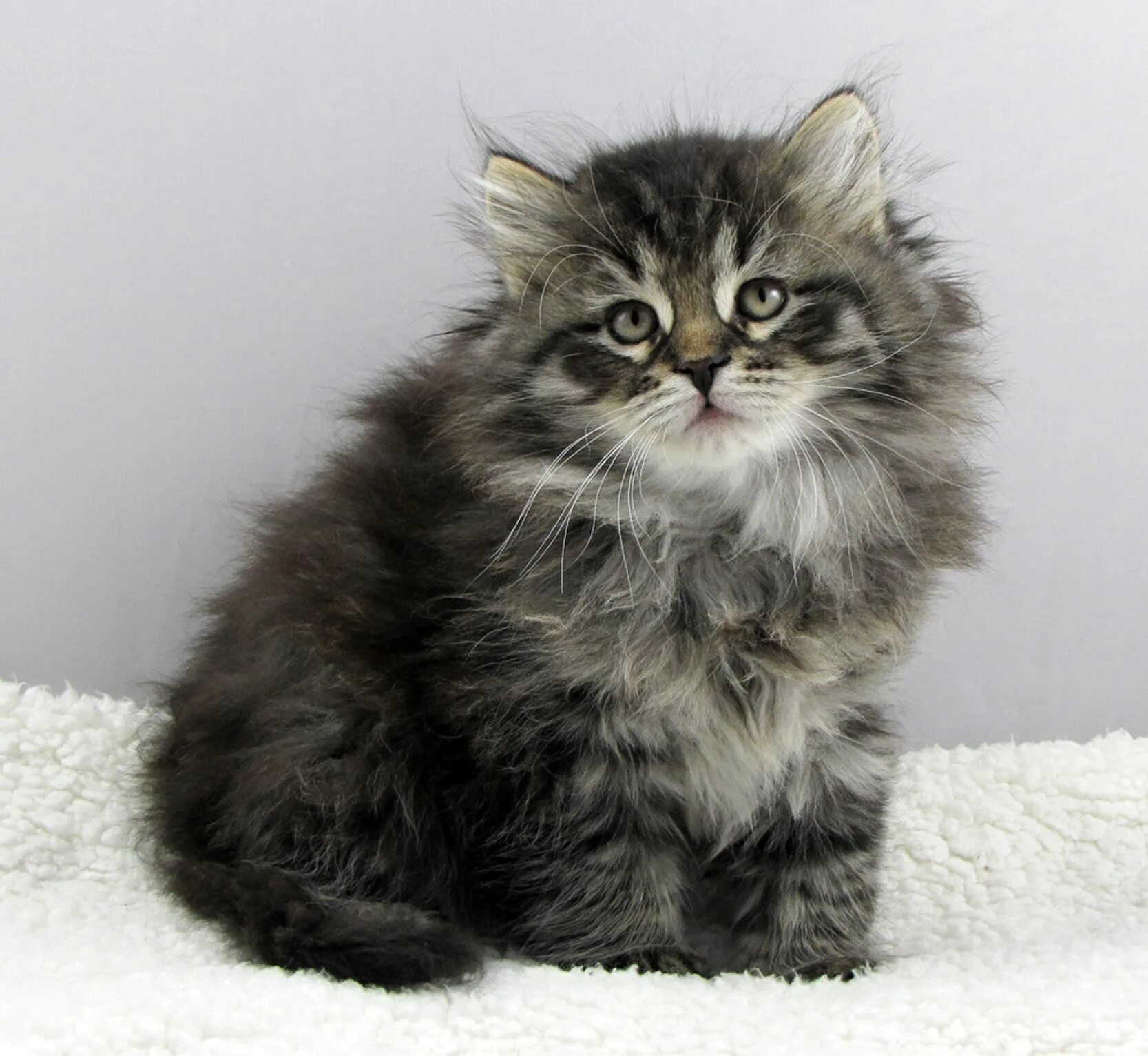 Котенок сибирской породы фото Lily Rose Mystic Melody Siberian Cats Cats and kittens, Pretty cats, Siberian ca
