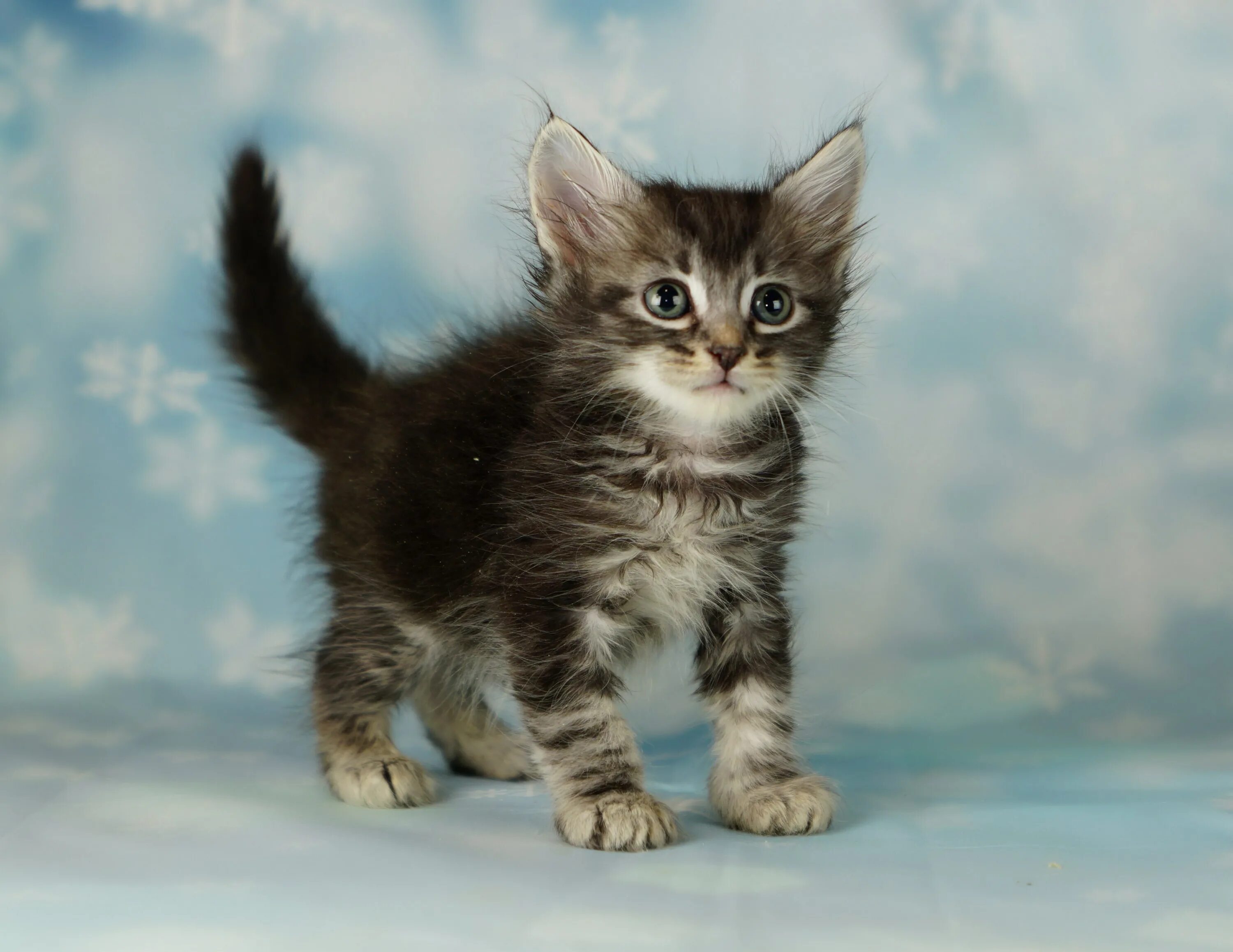 Котенок сибирской породы фото Сибирская кошка котята - картинки и фото koshka.top