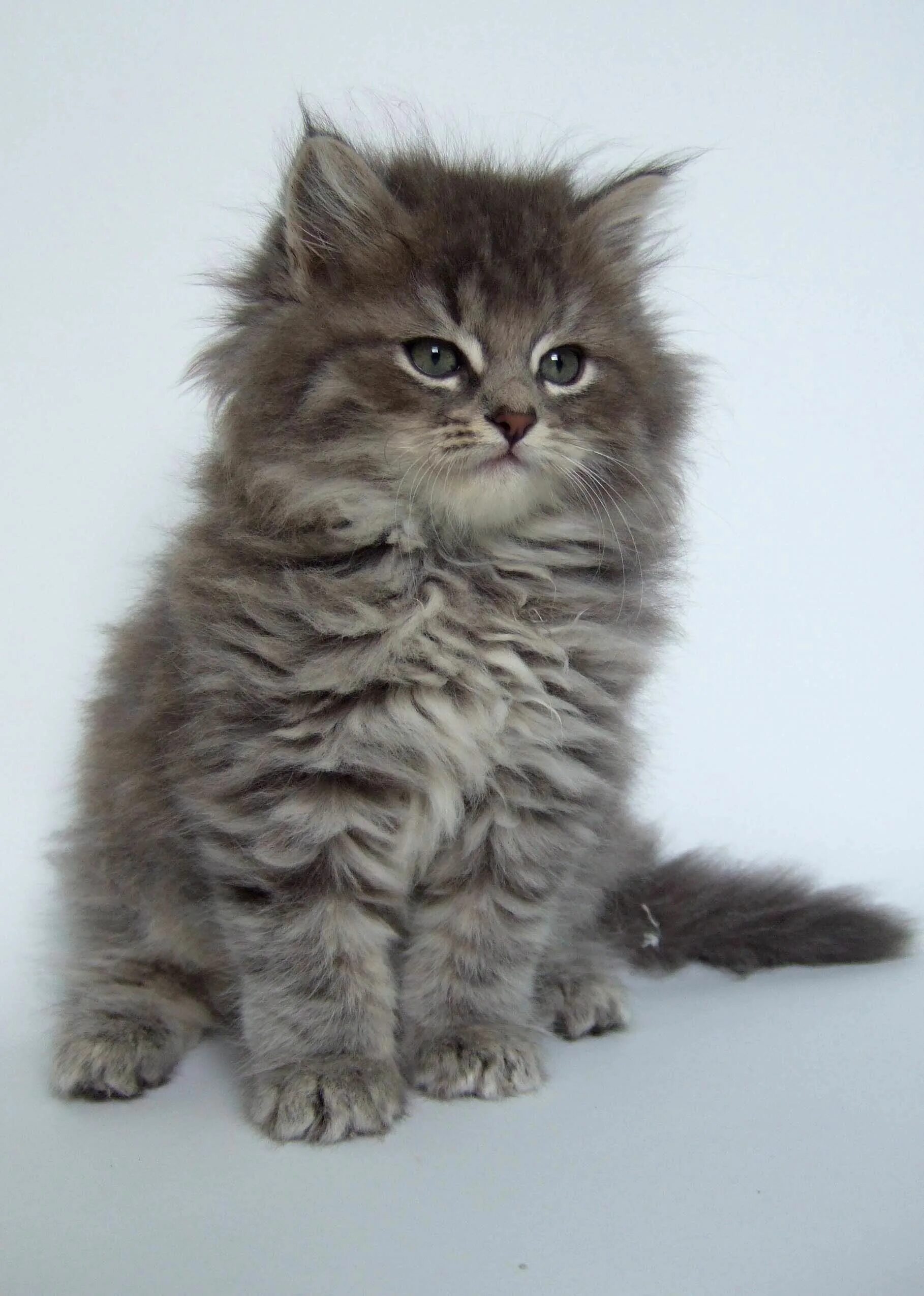 Котенок сибирской породы фото Pin on Animals/Birds