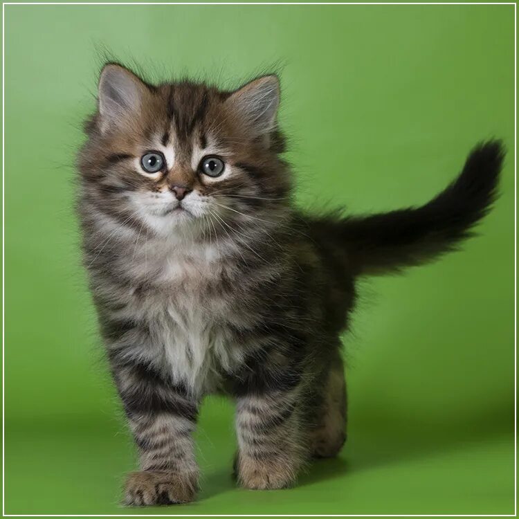 Котенок сибирской породы фото Сказка Сибири Продажа котят