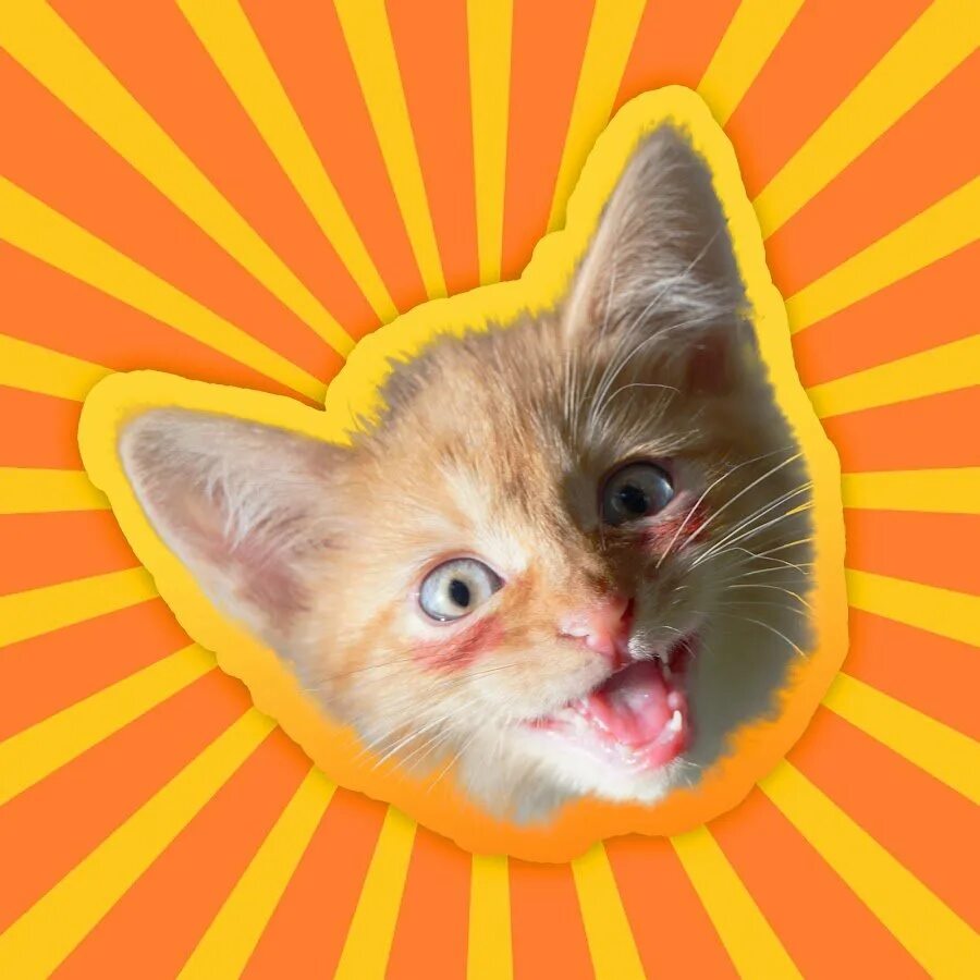 Котенок симба фото Лучший Котик На Свете - Simbachka Last.fm