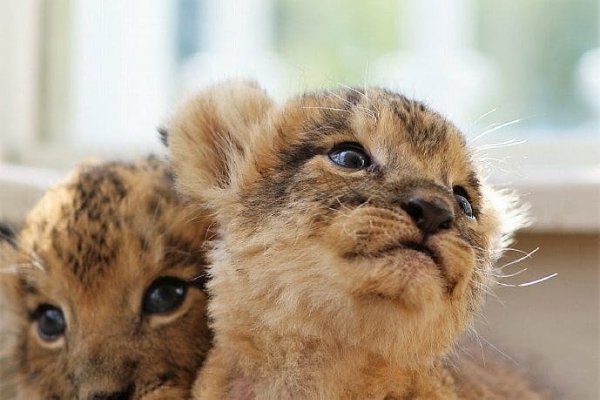 Котенок симба фото Симба в реальной жизни