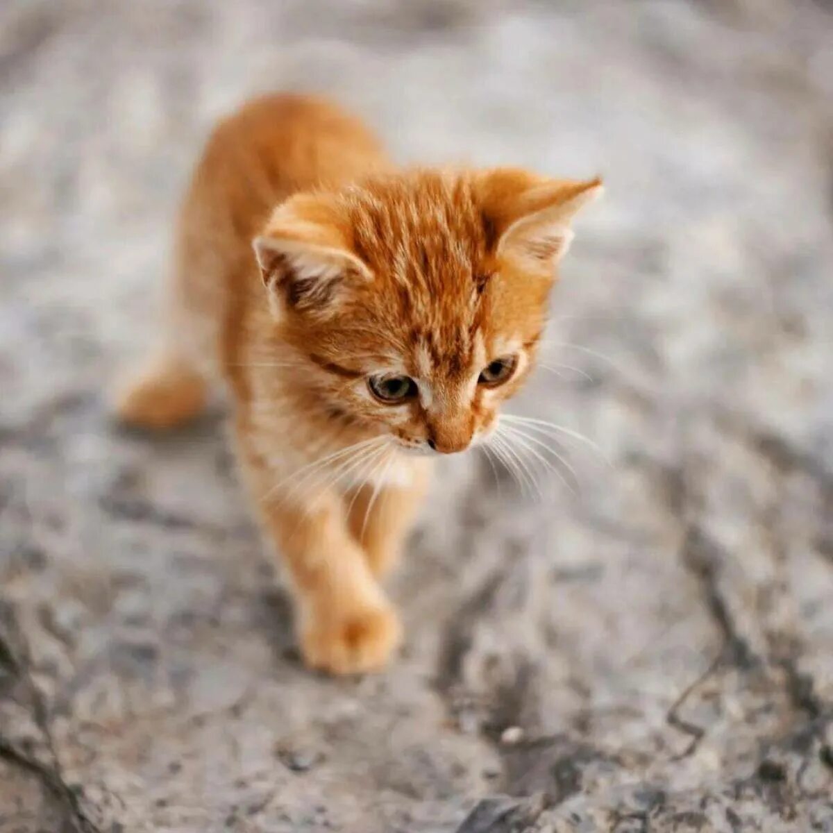 Котенок симба фото Фото симбы младшего кота: найдено 89 картинок
