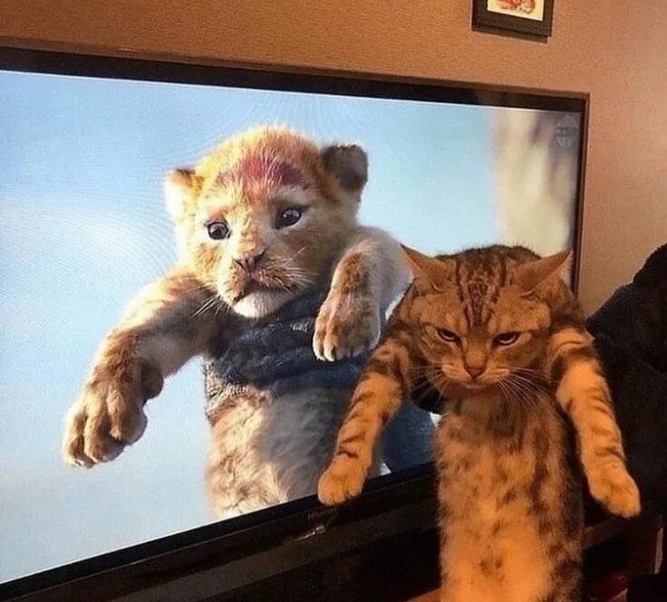 Котенок симба фото Simba #Music #IndieArtist #Chicago Funny animal pictures, Funny cat photos, Funn