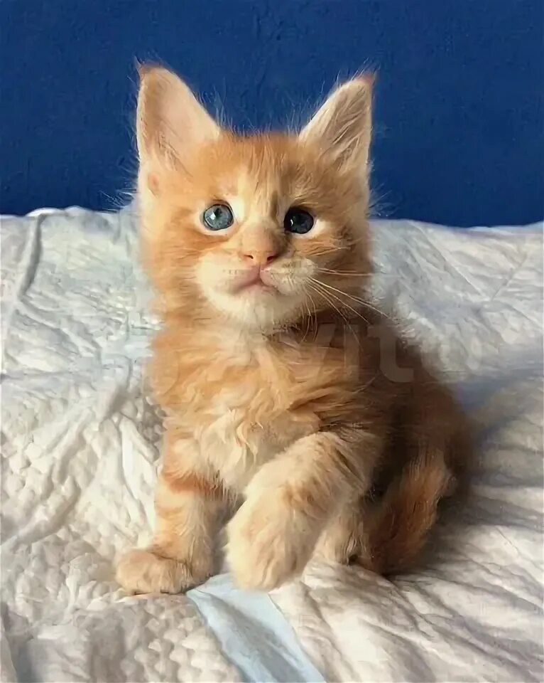 Котенок симба фото Котята Мейн-кун купить в Санкт-Петербурге Животные и зоотовары Авито