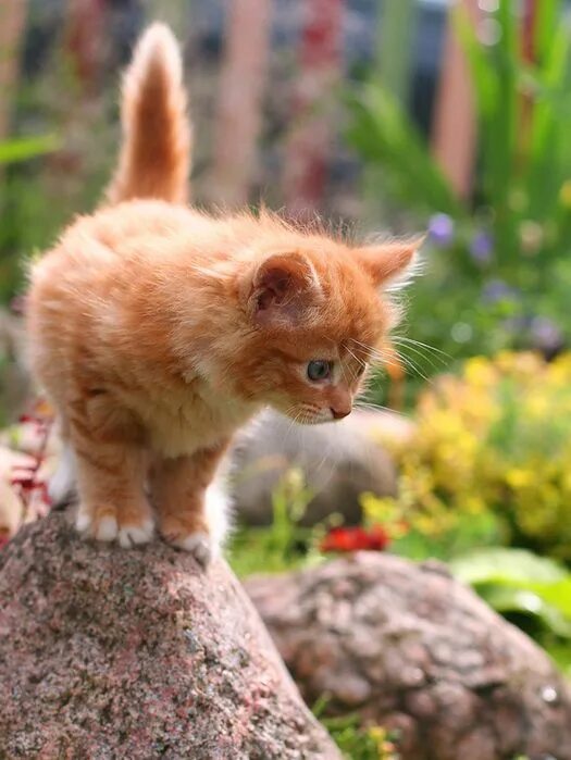 Котенок симба фото А кошечки - ЗДЕСЬ!!!!. Комментарии : LiveInternet - Российский Сервис Онлайн-Дне