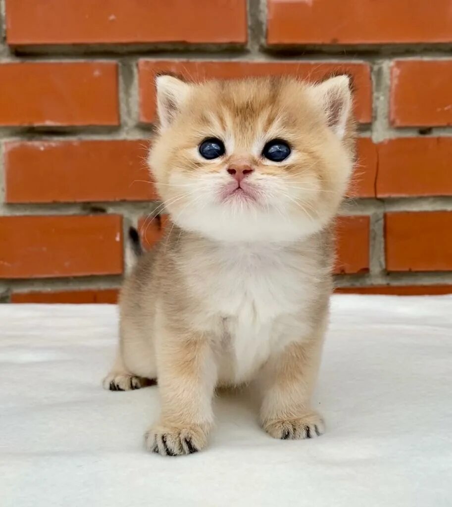 Котенок симба фото Simba Verso, кот, окрас ny 11 Питомник британских золотых и серебристых шиншилл