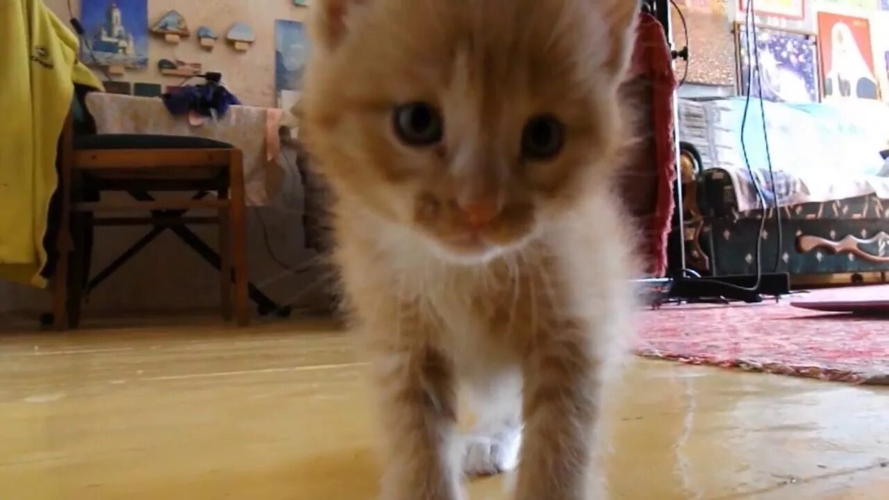 Котенок симба фото Боевой кот СИМБА - YouTube