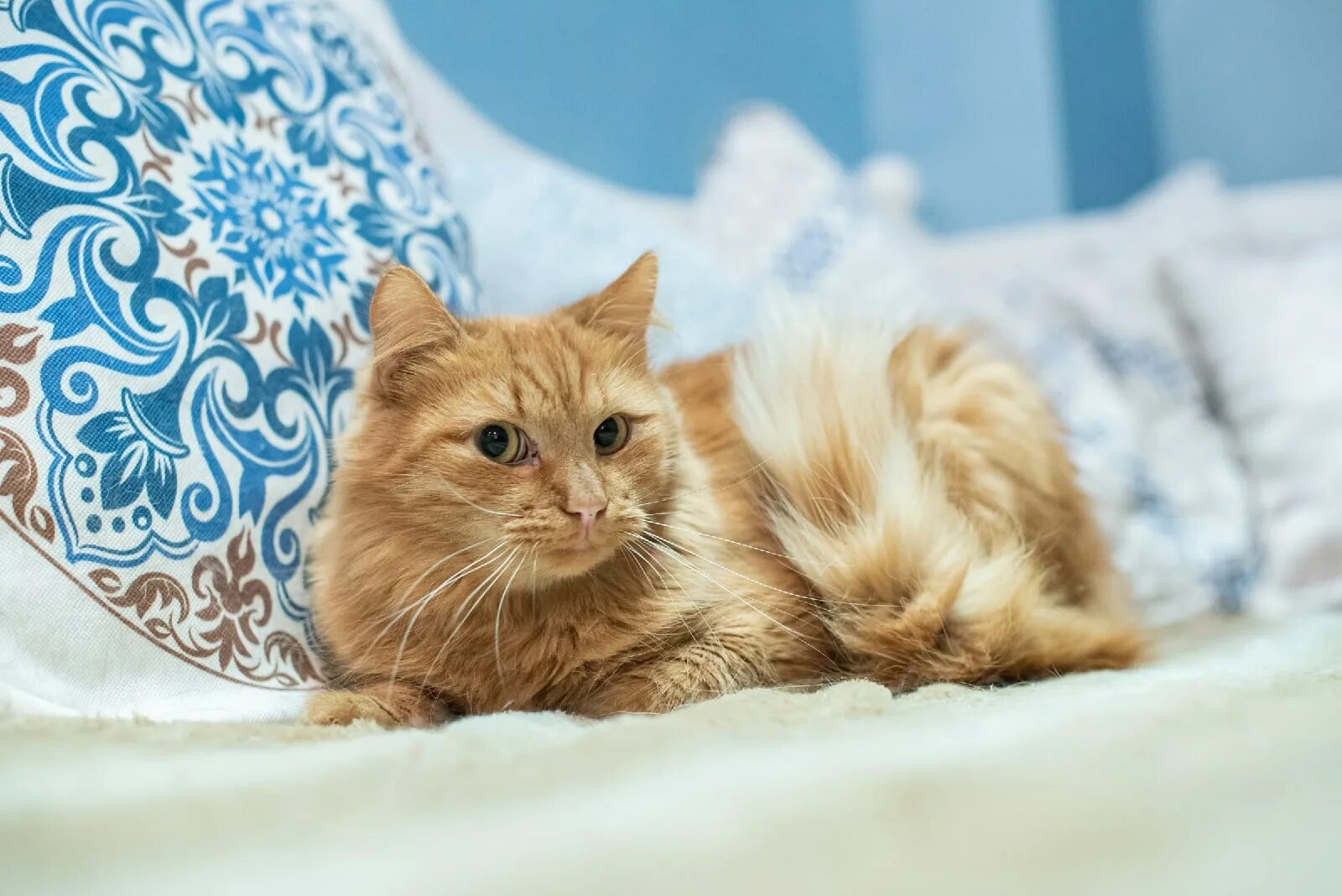 Котенок симба фото Кот Симба из приюта нашел дом