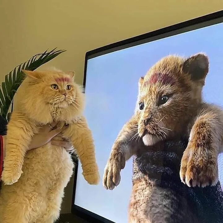 Котенок симба фото Pin by Ben Auer on Cats = gods Cats, Lion king funny, Cute little animals