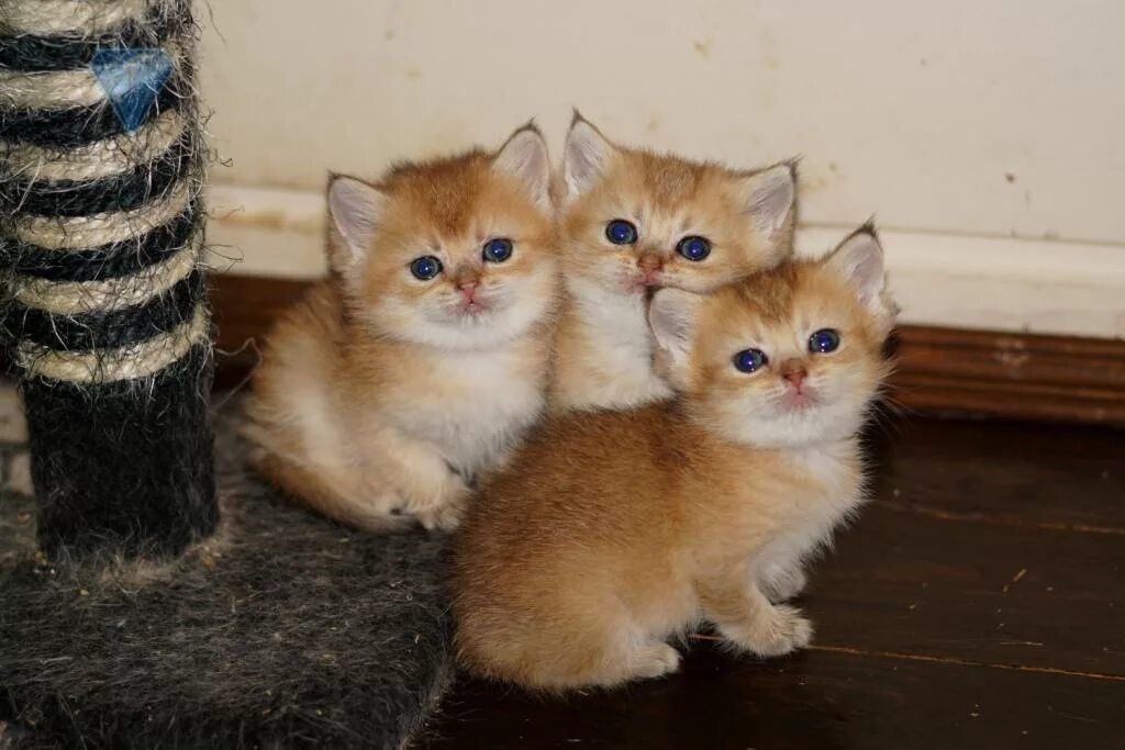Котенок симба фото Котенок Simba Blue crystals: Фотографии