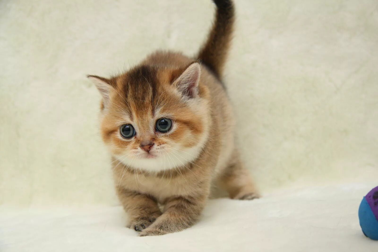 Котенок симба фото Котенок мальчик британский короткошерстный (британец) черный золотой тикированны