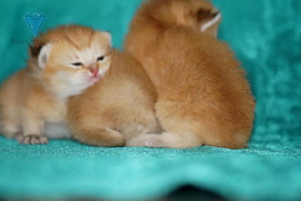 Котенок симба фото Котенок Simba Blue crystals: Фотографии