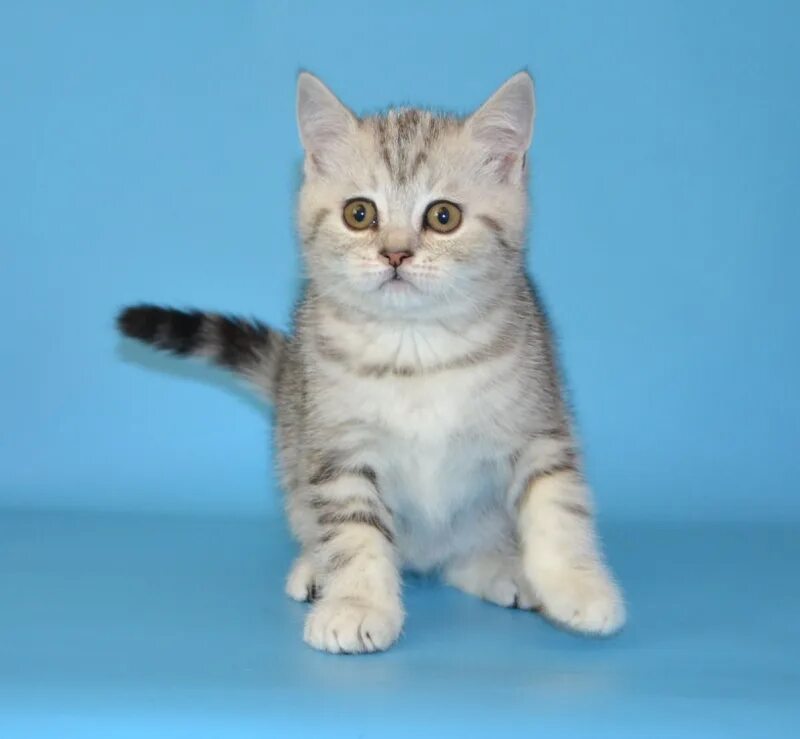 Котенок скоттиш страйт фото Питомник шотландских кошек Елемурри