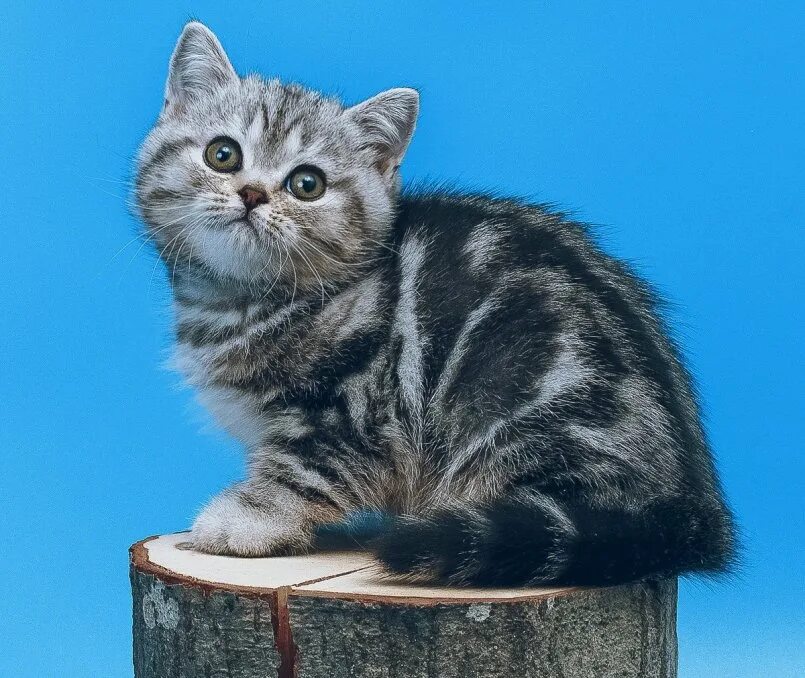 Котенок скоттиш страйт фото Шотландская страйт прямоухая