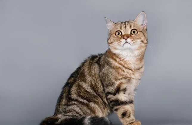 Котенок скоттиш страйт фото Кошка Страйт - Мысықтар ішінде Шымкент - OLX.kz