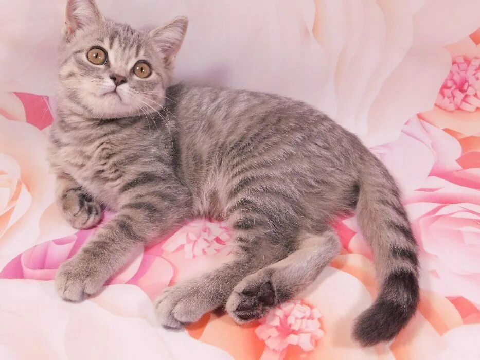 Котенок скоттиш страйт фото Шотландские котята страйт