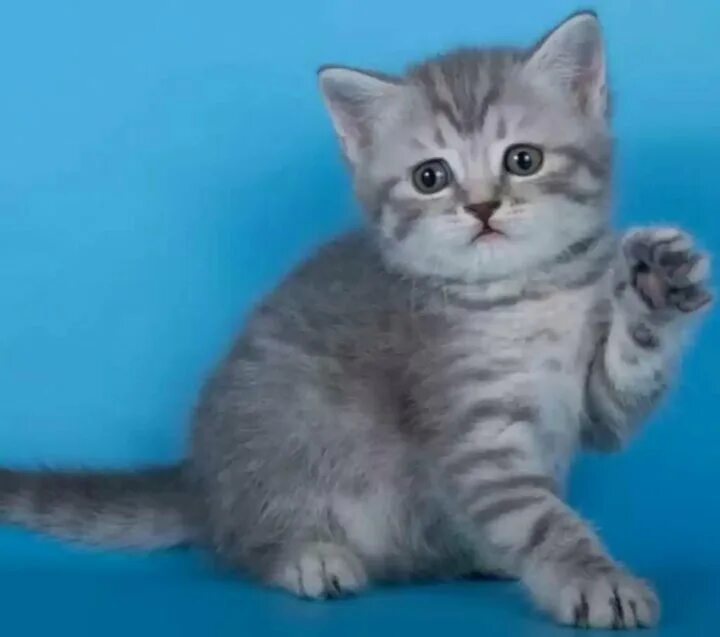 Котенок скоттиш страйт фото Неактивно