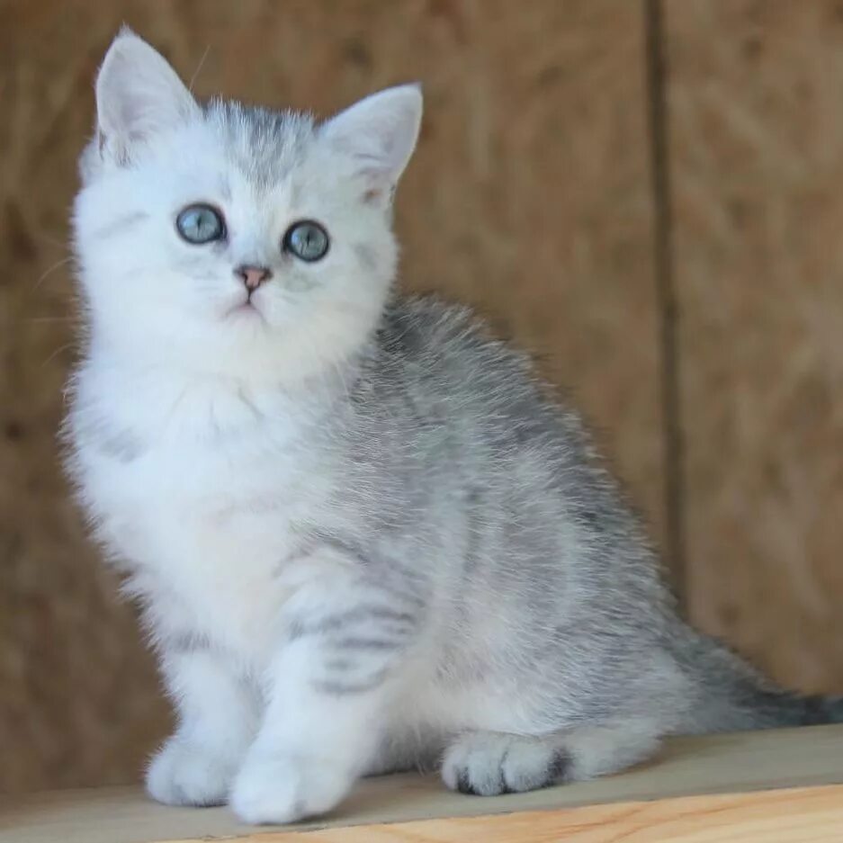 Котенок скоттиш страйт фото Питомник Шотландских вислоухих кошек