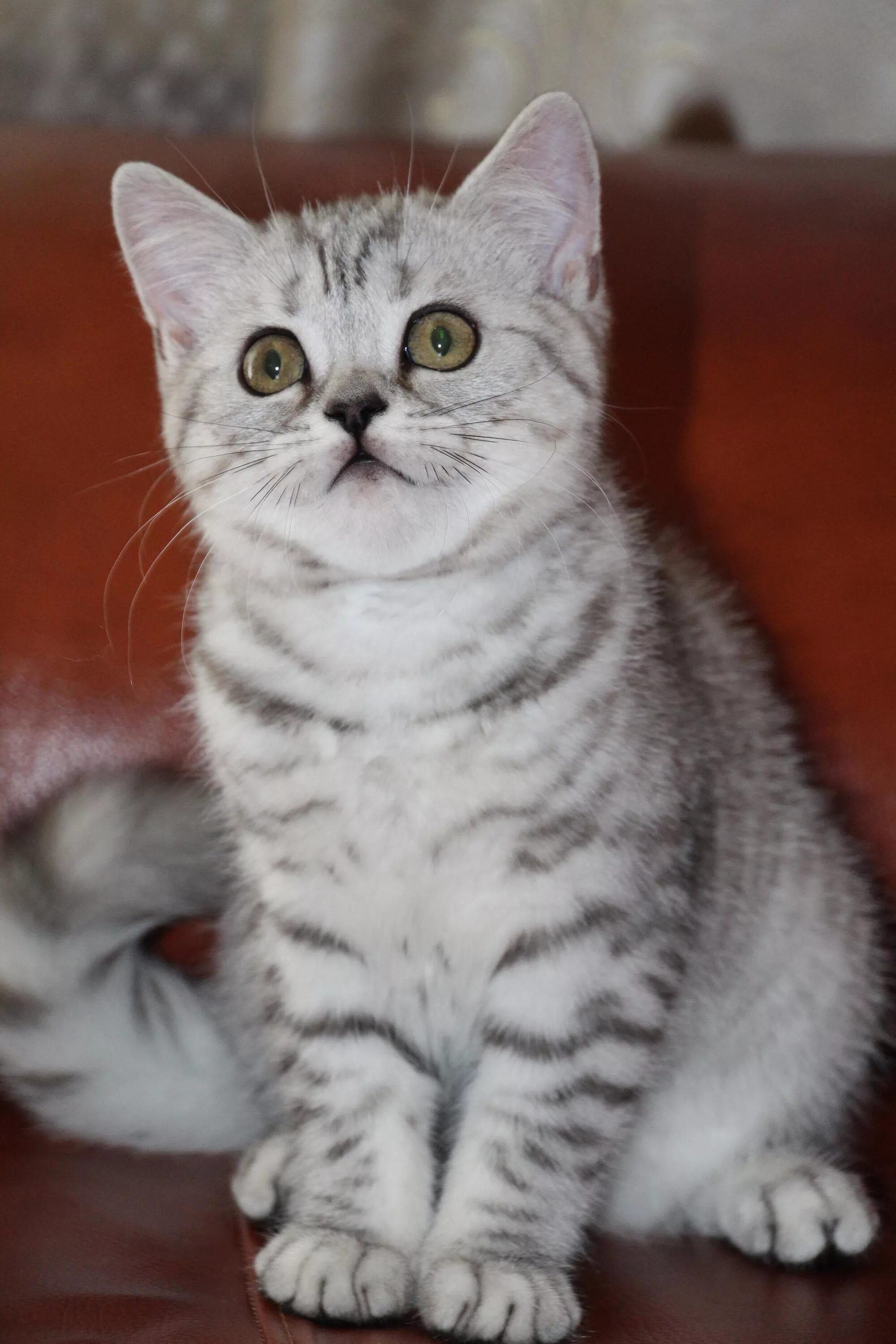 Котенок скоттиш страйт фото Малышка ( скоттиш страйт ) ждет своих новых владельцев - обсуждение (2797248) на