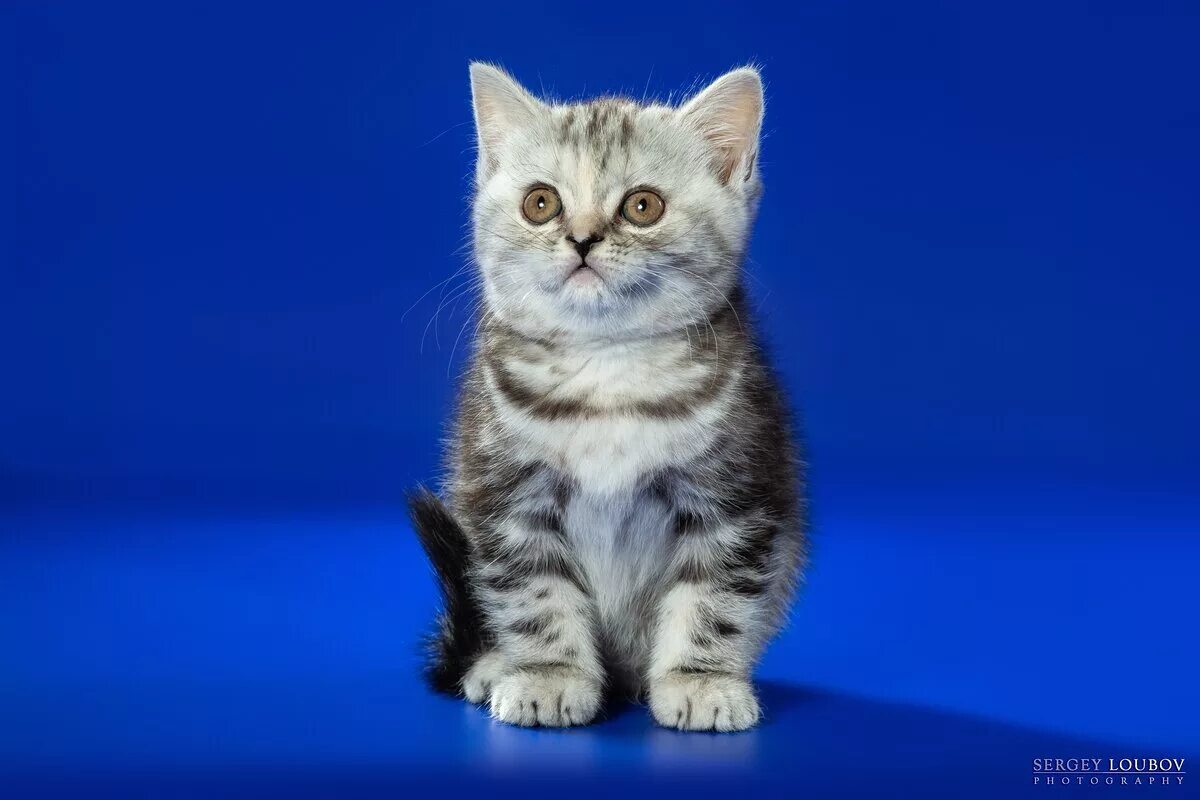 Котенок скоттиш страйт фото Шотландская страйт прямоухая