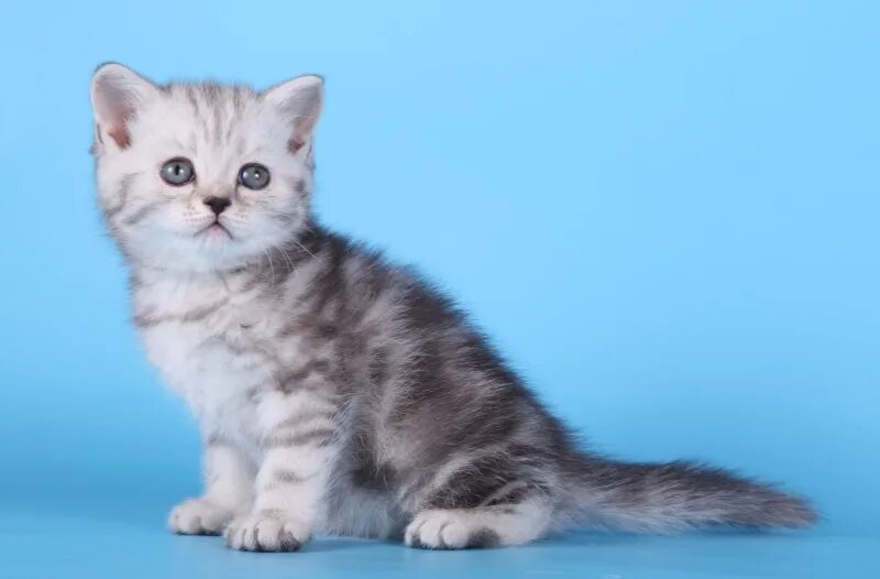 Котенок скоттиш страйт фото Питомник шотландских кошек Елемурри
