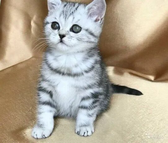 Котенок скоттиш страйт фото Коты Кот Кошка - Кошки в Мелитополь - OLX.ua