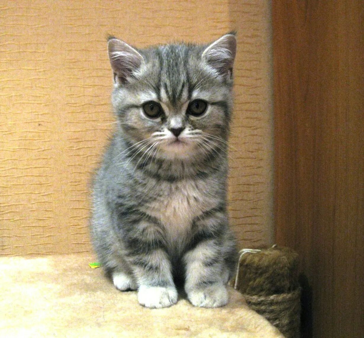 Котенок скоттиш страйт фото Шотландская голубая прямоухая - картинки и фото koshka.top