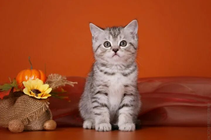 Котенок скоттиш страйт фото Vincenzo Magic Cherry SCS ns 24 - купить в Кирове, цена 7 000 руб., продано 18 н